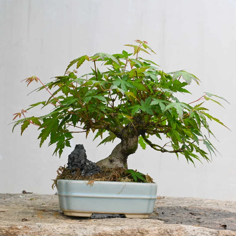孤品红枫老桩造型盆景山红叶精品盆栽露台玄关造景矮霸树桩小枫树