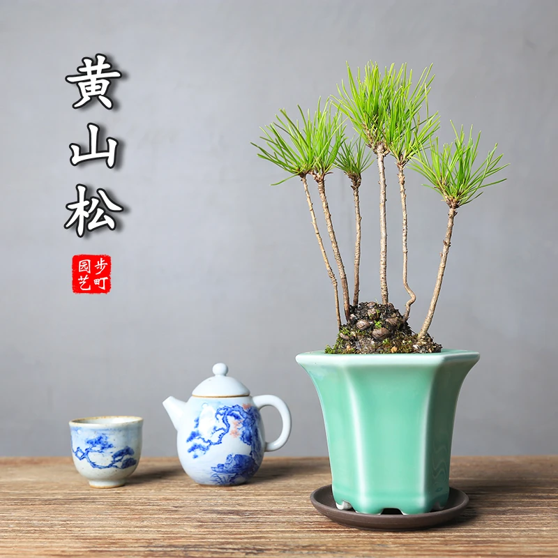 创意黄山松松果盆栽桌面小植物丛林松苗微型景观茶室书房迷你盆景
