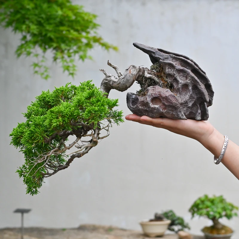 孤品系鱼川真柏原生老桩柏树小盆景悬崖造型盆栽茶室露台室内摆放