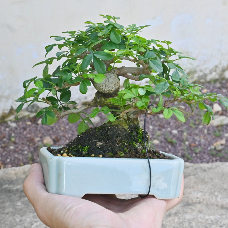 对节白蜡年功桩一物一拍孤品盆景老桩矮霸造型小盆栽桌面茶台摆放