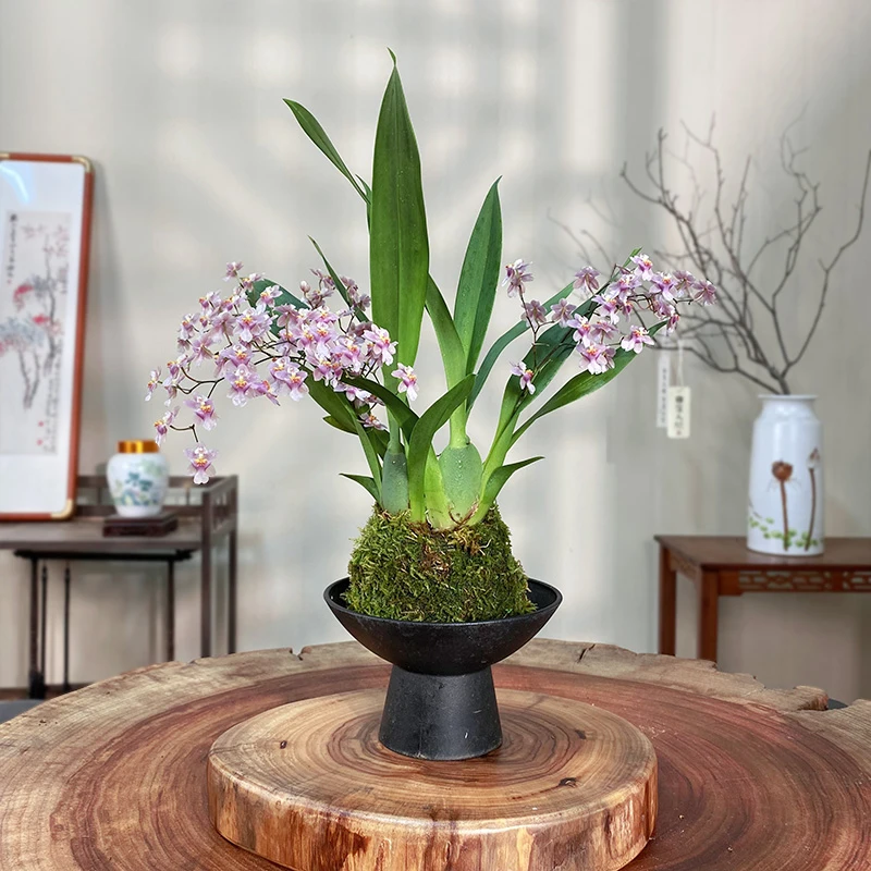 【展榕】粉花梦香兰苔藓球绿植（带花剑）四季好养