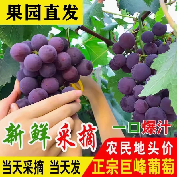 正宗浦江巨峰葡萄新鲜果园现摘孕妇小孩冷链送礼顺丰包邮坏果包赔