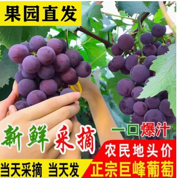 正宗浦江巨峰葡萄新鲜果园现摘孕妇小孩冷链送礼顺丰包邮坏果包赔