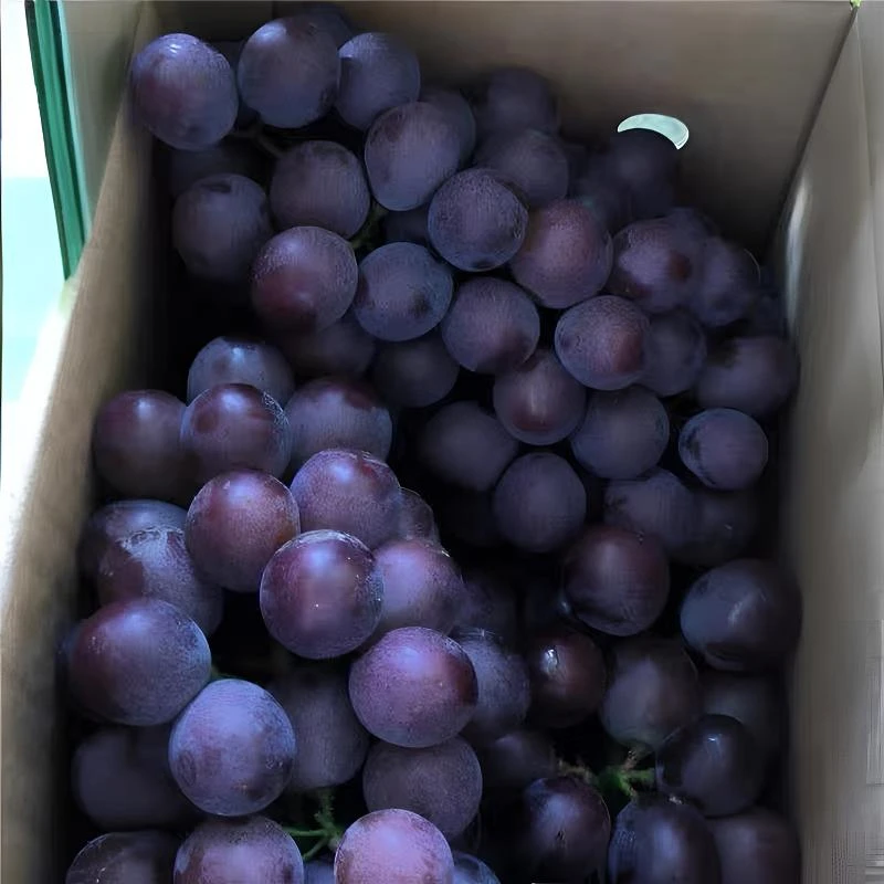 精品大果正宗山东巨峰葡萄新鲜采摘饱满送礼超甜孕妇水果果园夏黑