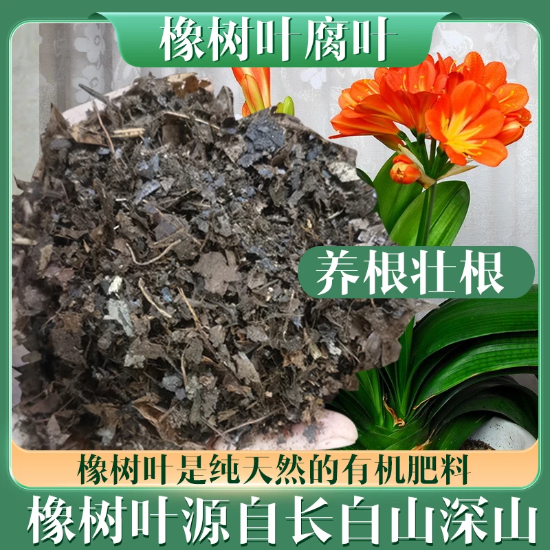 无土腐熟纯橡树叶君子兰花土专用腐叶绿植花卉兰科通用腐熟腐叶土