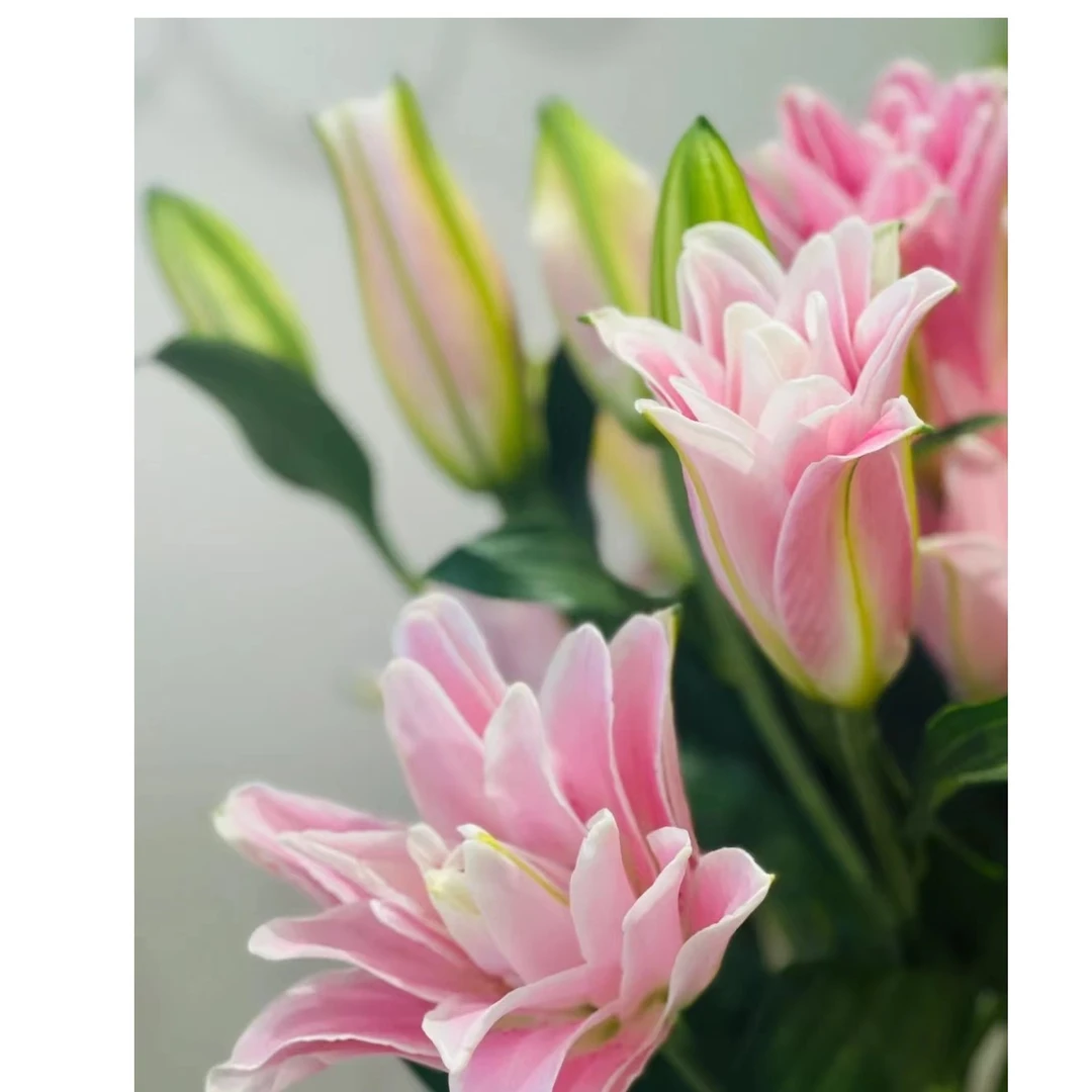 【若比邻优选】莲花皇后重瓣百合 淡雅粉清香无花粉 昆明基地直发