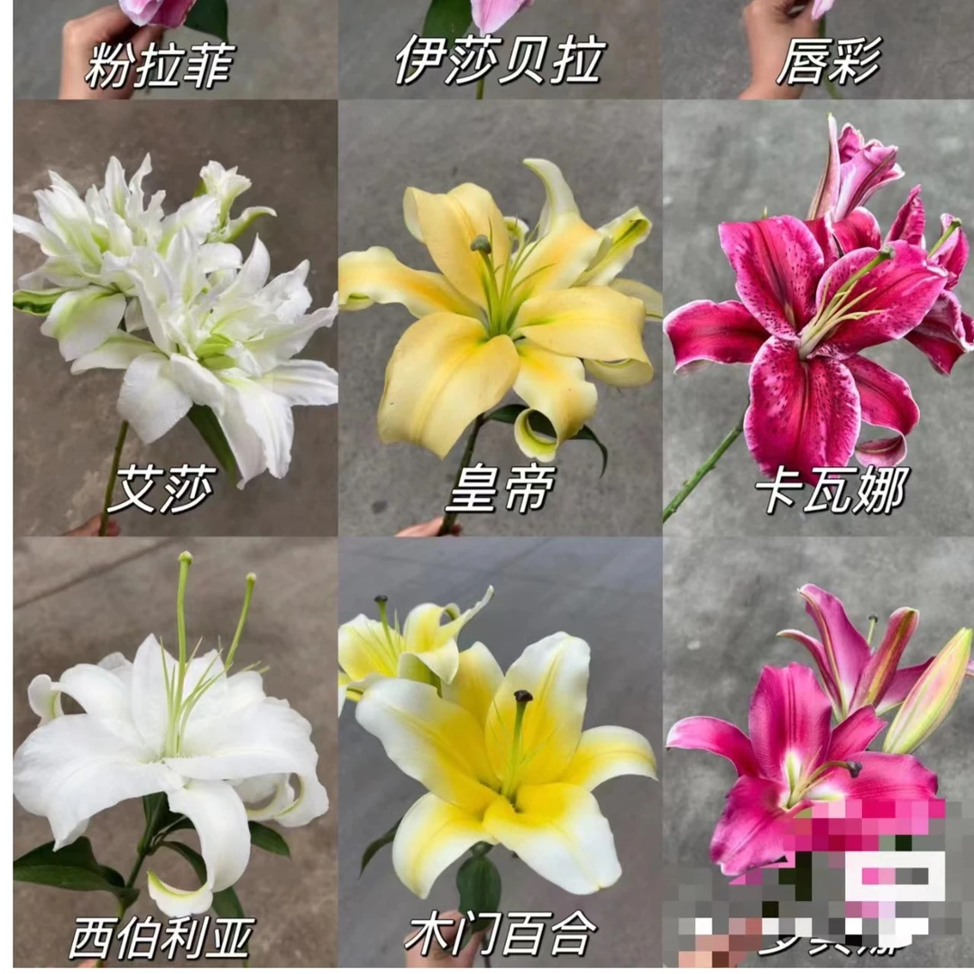 百合香水百合瑕疵花颜色随机【介意勿拍】