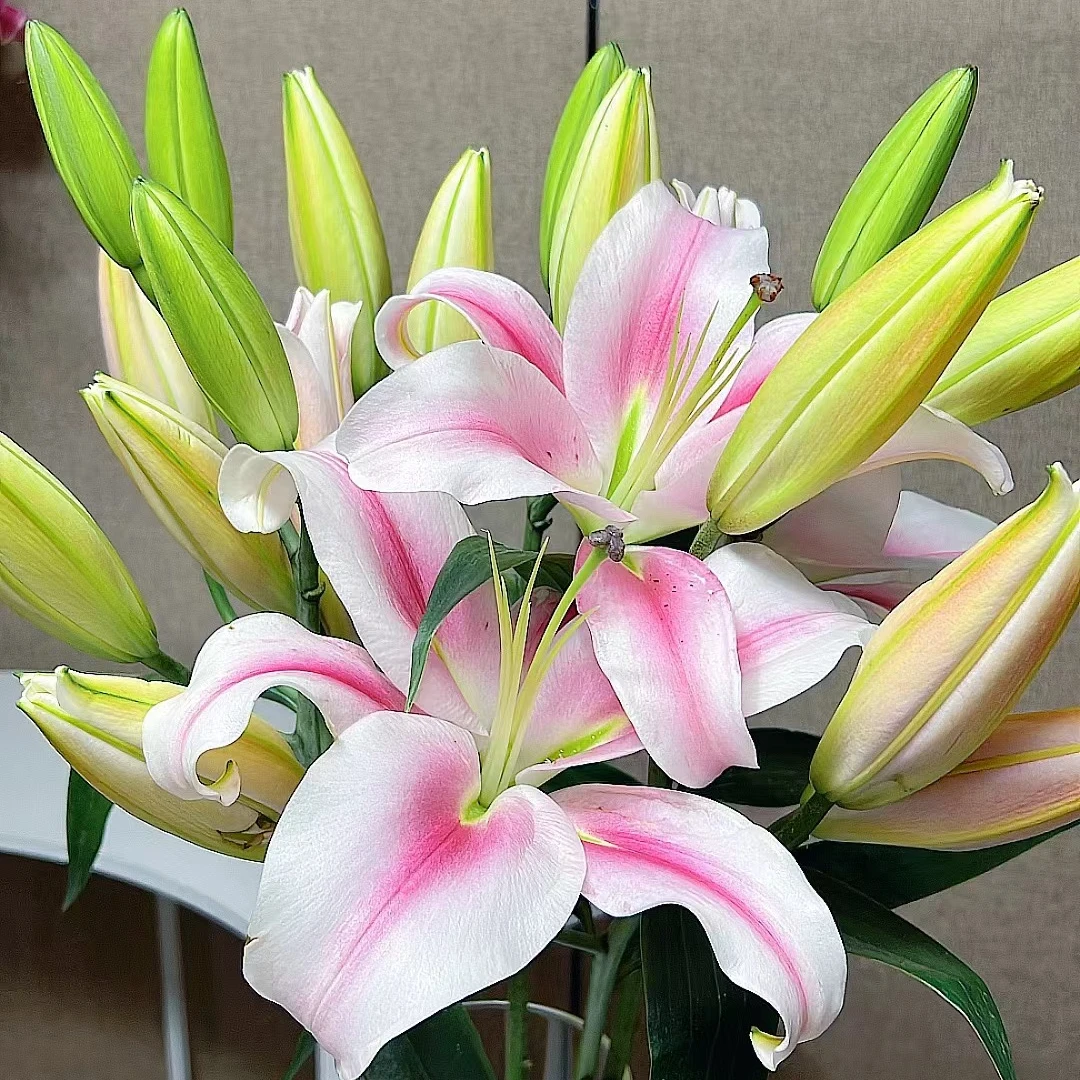 【若比邻优选】那个女人香水百合 奇怪可爱粉色打上腮红 昆明直发