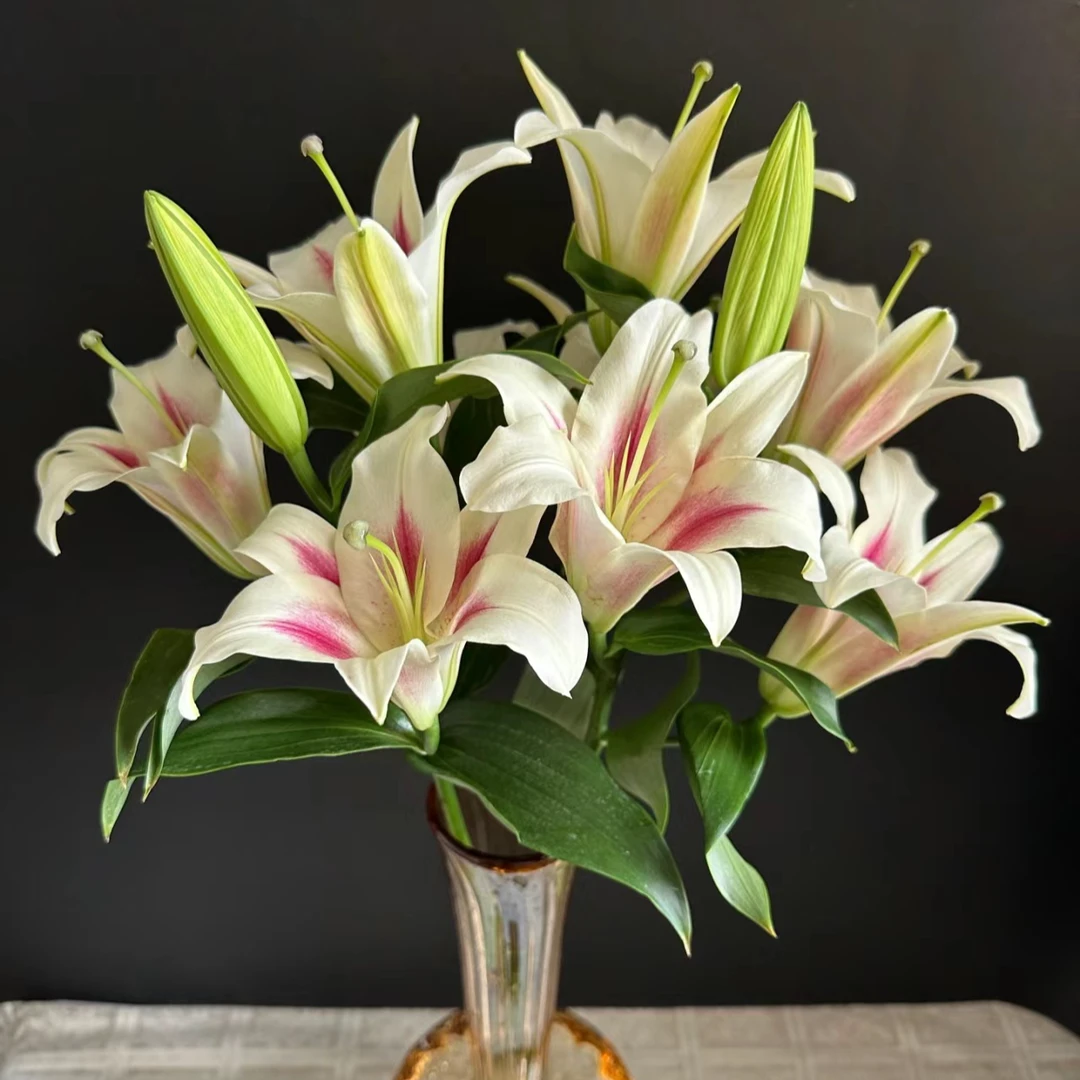 【若比邻优选】小仙女火箭少女单瓣香水百合花儿 浓香 顺丰冷链包邮