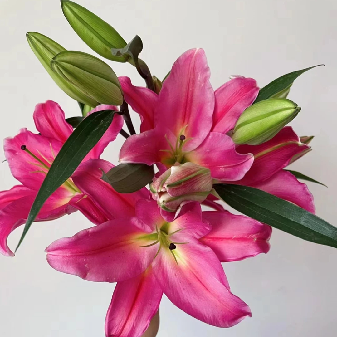 【鸿运当头】特红单瓣香水百合美观 红色渐变成橙红色花儿 昆明直发