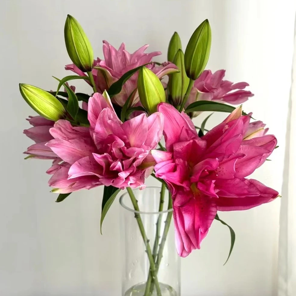 【若比邻优选】宝莲灯重瓣百合花 浓香 艳玫红花瓣 顺丰冷链包邮