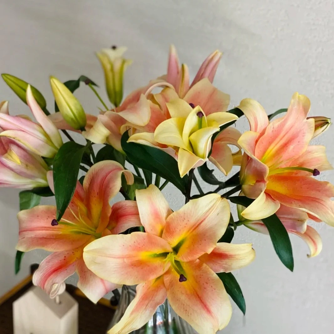 【若比邻优选】一见钟情单瓣香水百合  木瓜色系浓香型 昆明直发