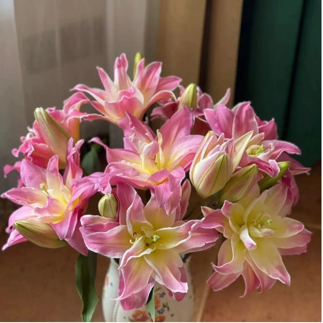 【若比邻优选】彩虹糖重瓣香水百合 香甜味道 花瓣玫红渐变微紫红