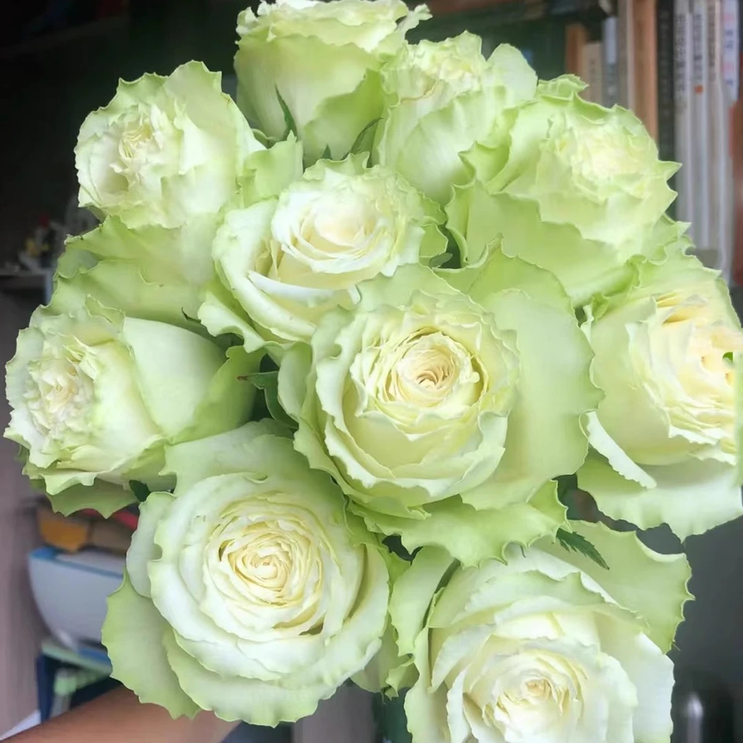 （绿柠檬）玫瑰花苗大花浓香开花粉色玫瑰花四季盆栽花卉植物