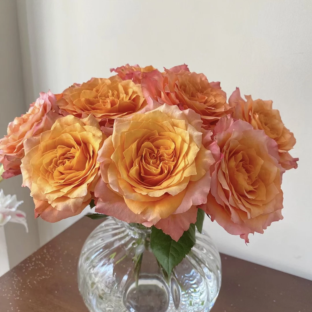 【火灵鸟】单头玫瑰 20 枝（任意四单顺丰冷链包邮）