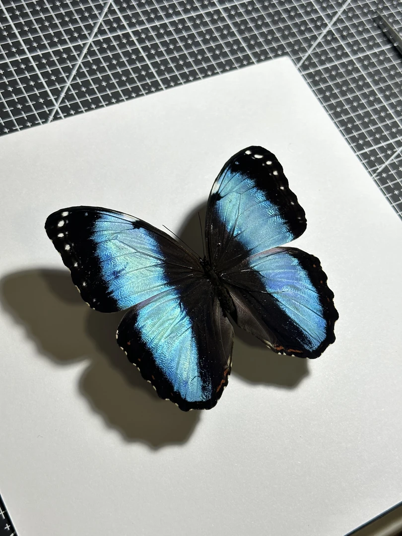 双列闪粉带框成品