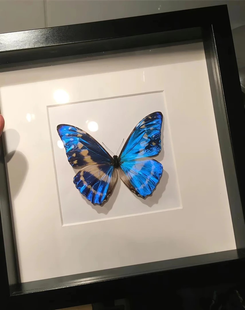 塞浦路斯闪蝶蝴蝶标本一套带框成品礼物复古标本装饰画大型玄关