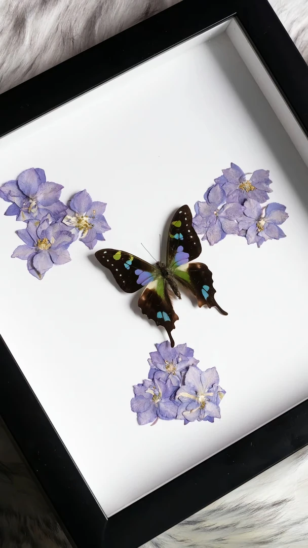 玫瑰青凤紫色自然相框款礼物复古蝴蝶标本蝴蝶相框蝴蝶标本装饰画