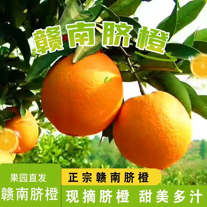 正宗赣南脐橙江西甜橙子当季水果孕妇新鲜薄皮现摘产地直发脐橙