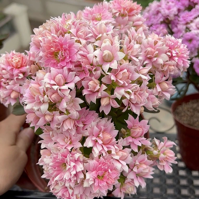 [卉雅—超级玛丽] 精品长寿花带花苞（120盆）