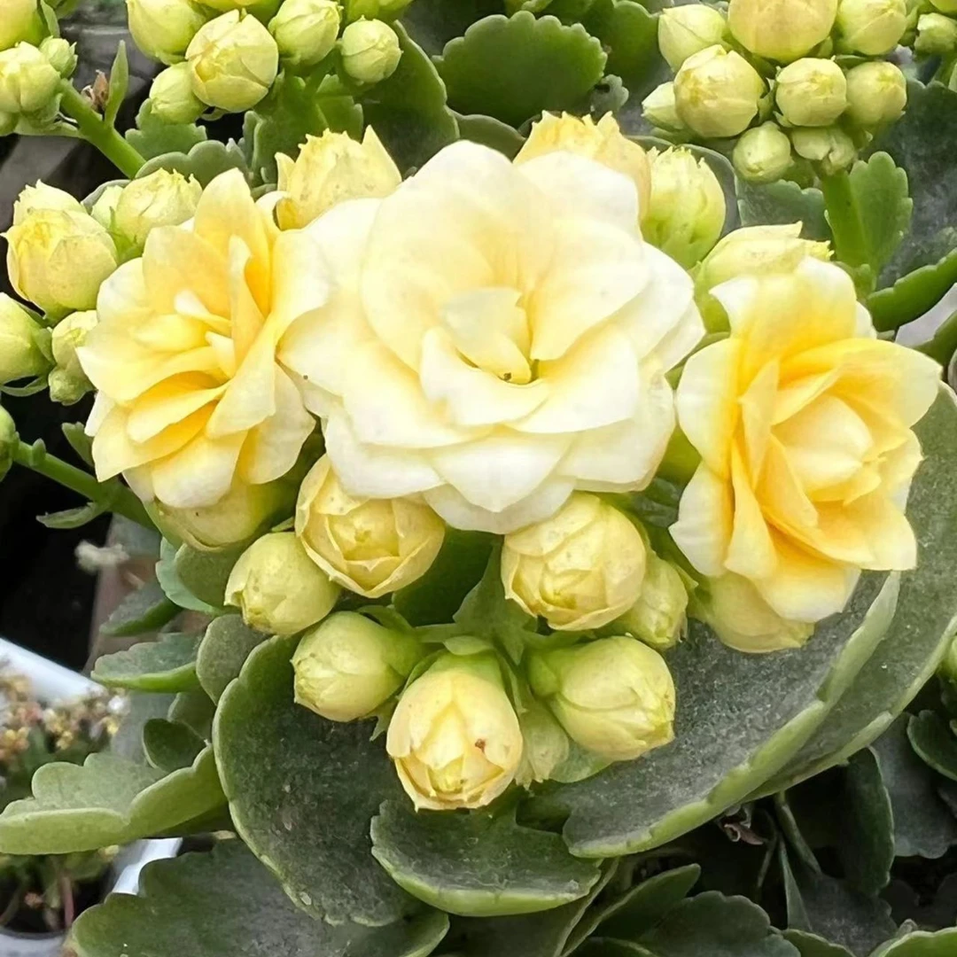 [卉雅—香草冰淇淋]精品长寿花带花苞（120盆）