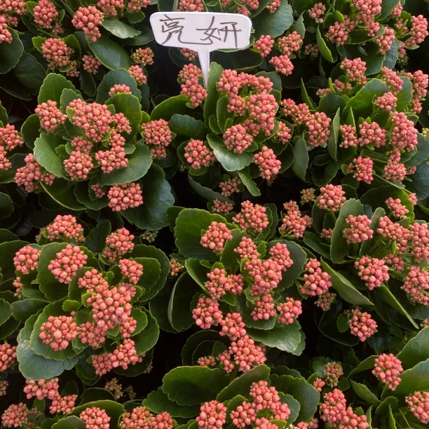 [卉雅一亮妍]精品长寿花带花苞