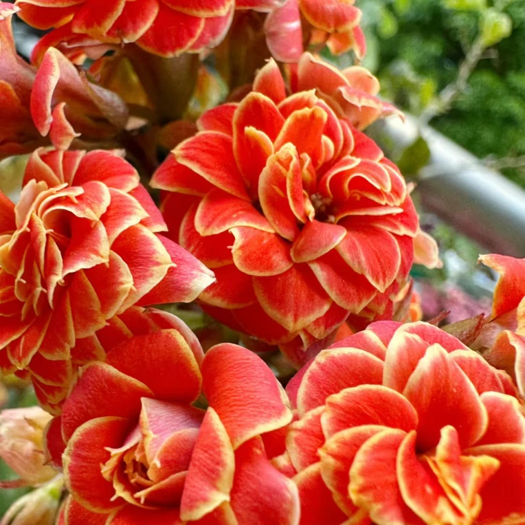 金丝燕长寿花盆栽