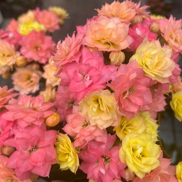 [卉雅—外星人]大花精品长寿花带花苞（120盆）