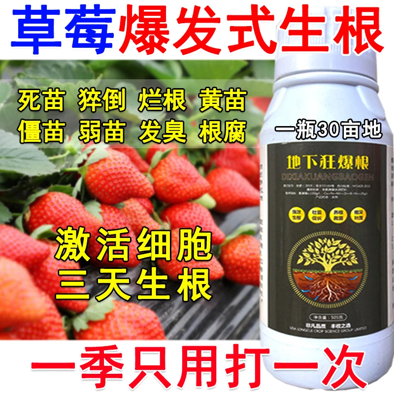 草莓生根剂生根液草莓生根壮苗剂生根菌肥死苗烂根黄叶弱苗根腐