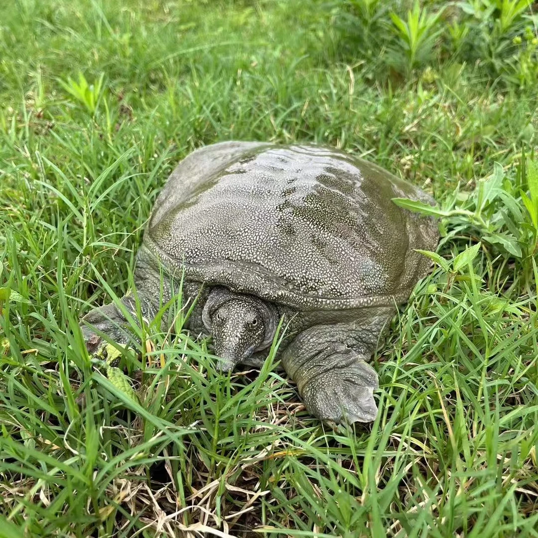 （一只2斤）生态散养甲鱼青黑壳