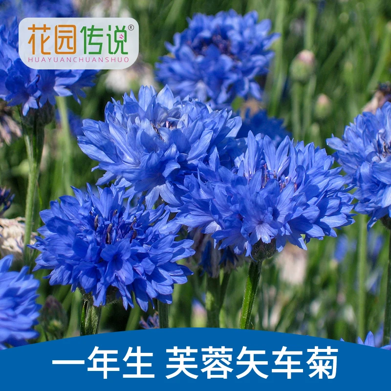（买三送一）芙蓉矢车菊易种活花草多年生草本植物播种简单四季开花