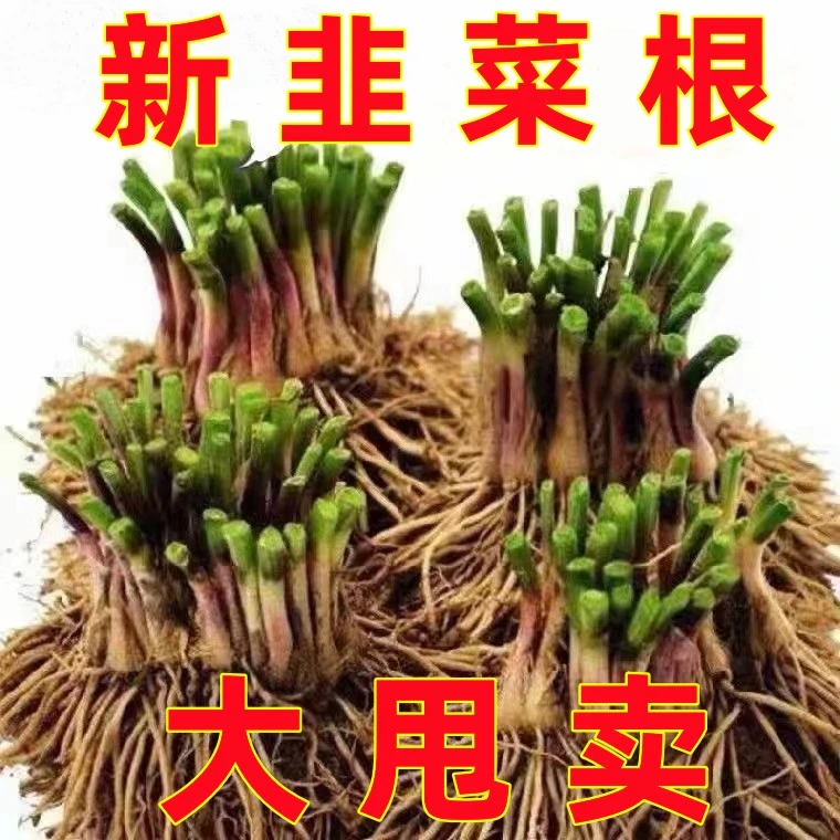 新韭菜根现挖宽叶韭菜根室内阳台盆栽本地盆栽绿植园艺菜园种植