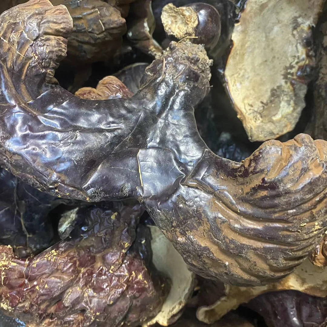 长白山林下灵芝  正品保障 泡酒煲汤