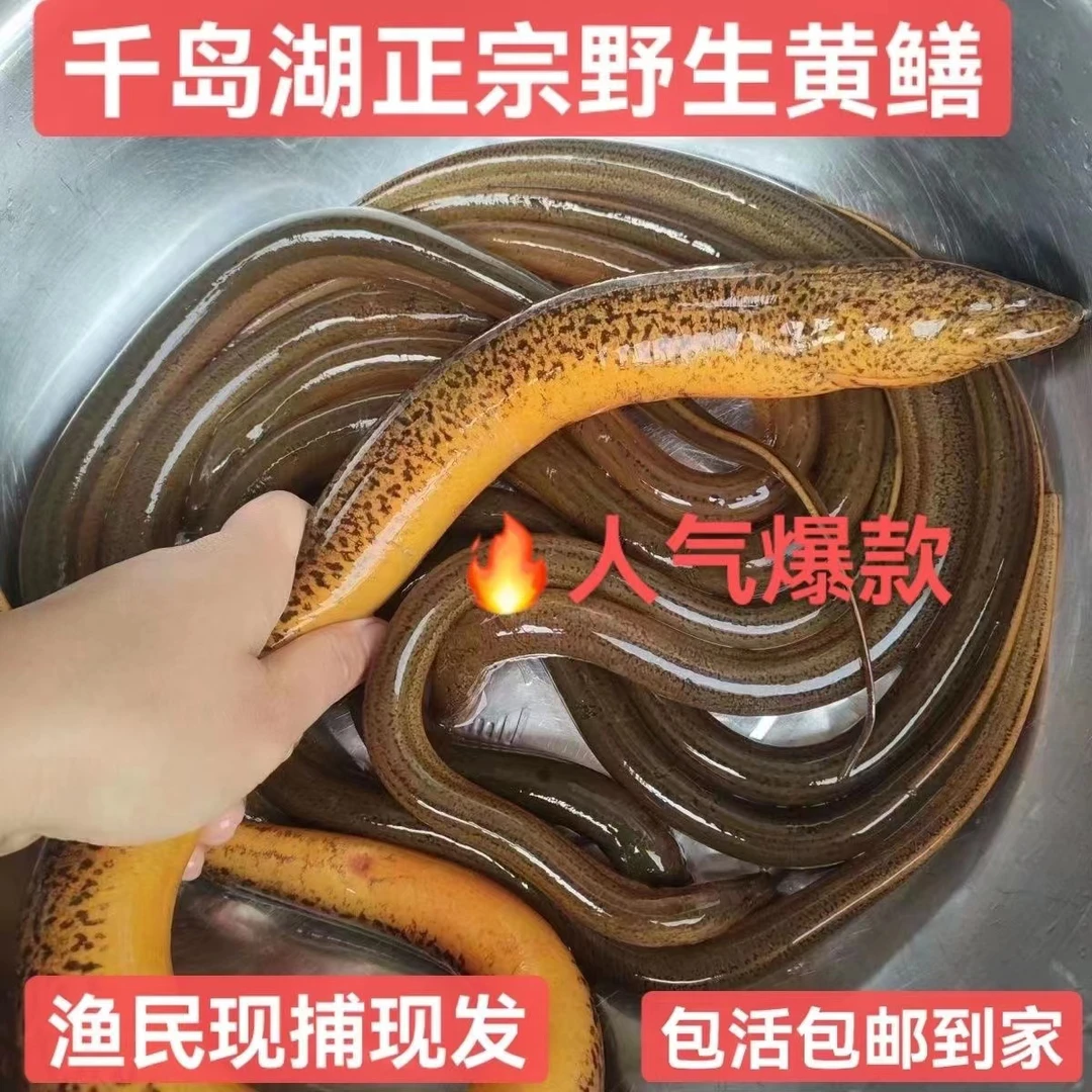 千岛湖土生黄鳝捕捞现捕现发包活到家