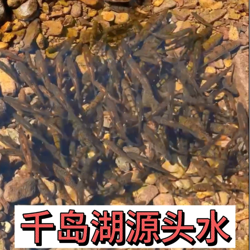 杭州千岛湖小溪石斑鱼现捕现发顺丰包邮正宗原生态淡水冷水小溪鱼