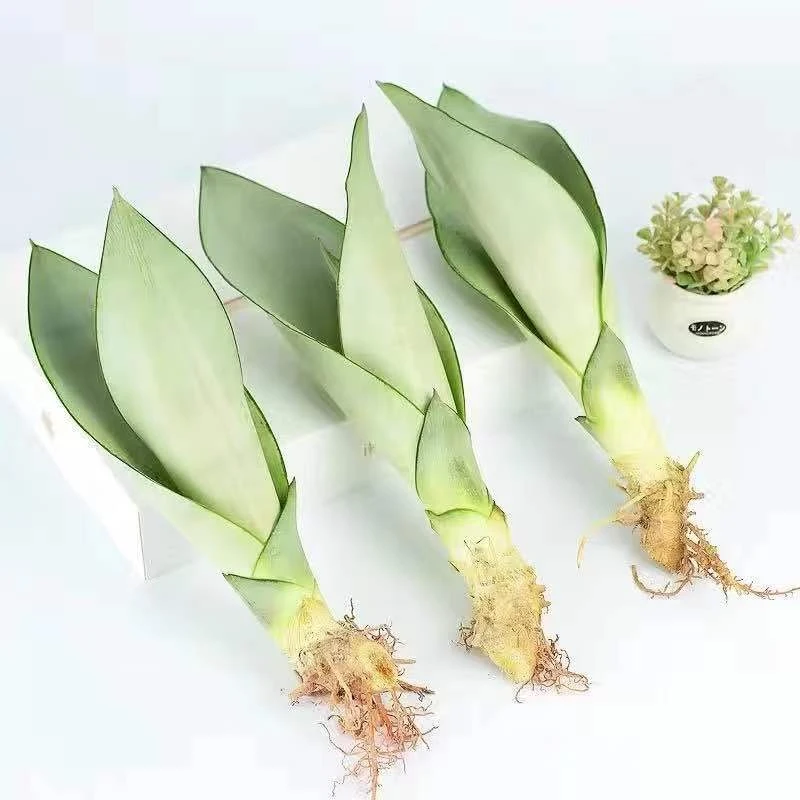 虎皮兰白玉兰水培盆栽吸甲醛易活水培植物绿植办公室内花卉绿植
