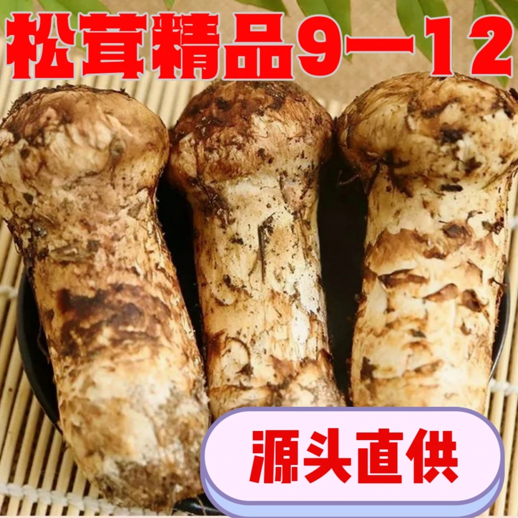 新鲜松茸精品9一12源产地地直供高海拔