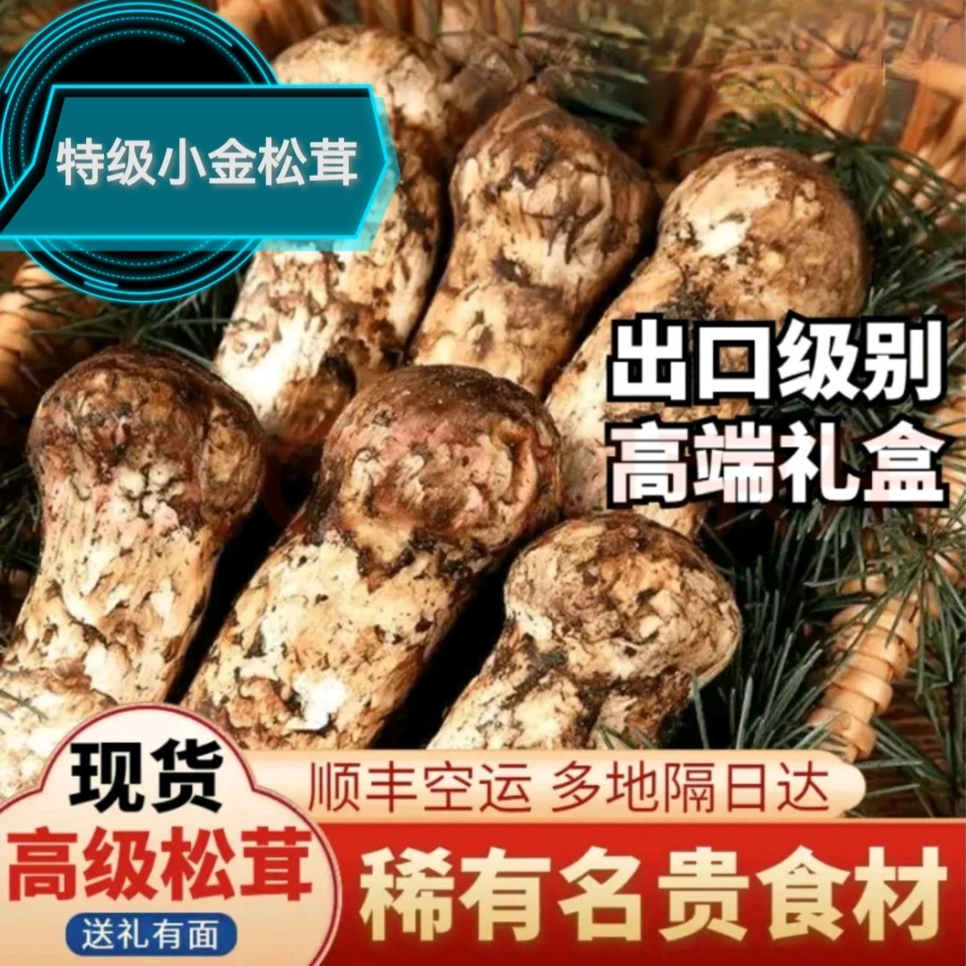小金松茸新鲜7一9出口特级500克1000克源头直供