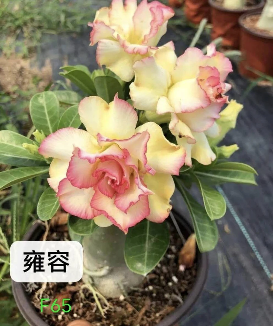 沙漠玫瑰喜欢阳光