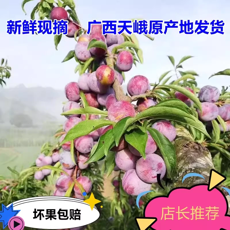 广西天峨珍珠李龙滩珍珠李现摘现发