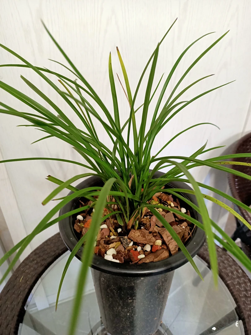 自然养的春兰，一杆一花，花开清香。