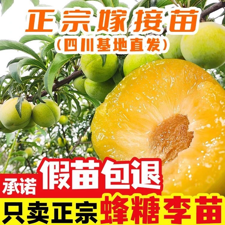 四川脱骨李子苗五月脆青脆蜂糖李子树苗南方种植水果树蜂糖李果苗