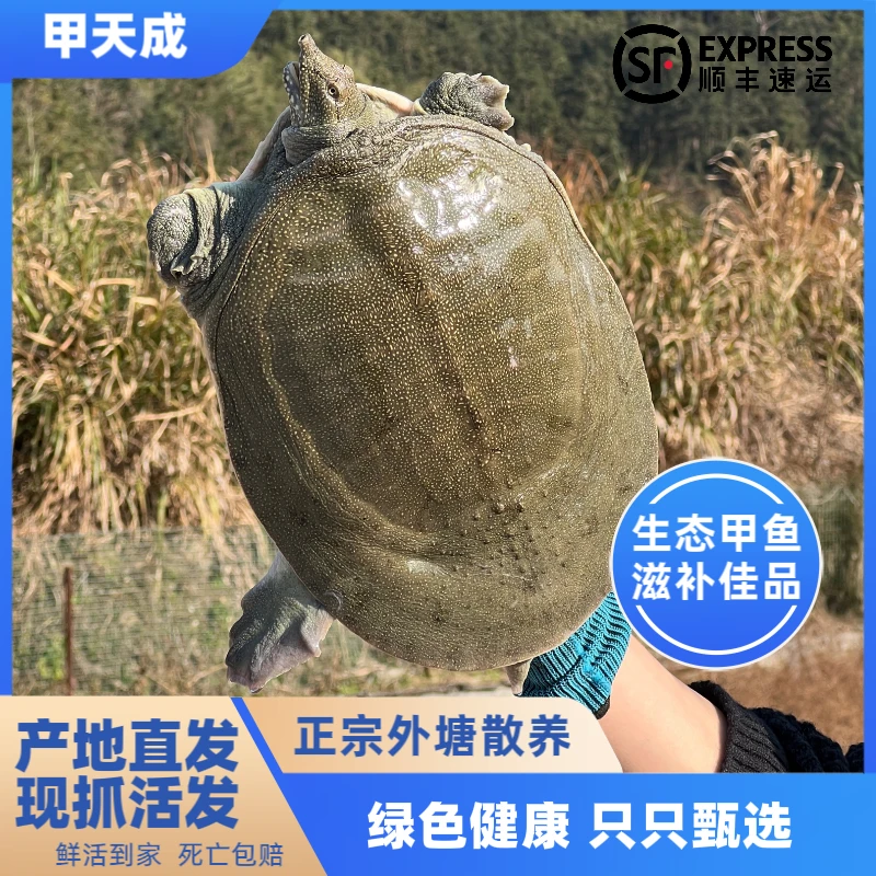 [外塘鳖] 外塘散养活物冷水生态甲鱼当天鲜活发货绿色生长