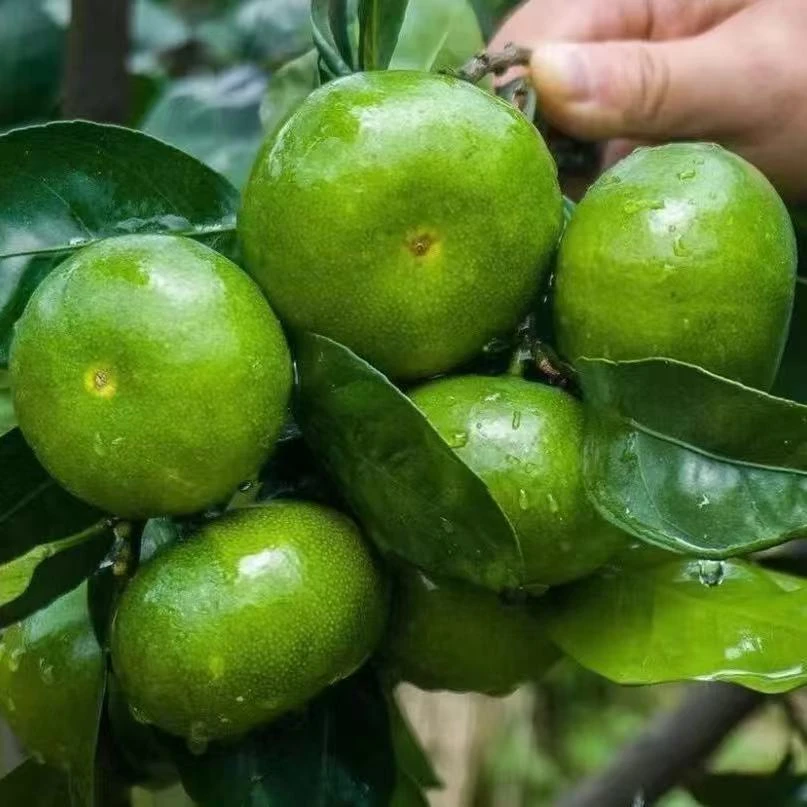 寻乌蜜桔皮薄橘子薄皮柑橘青桔蜜桔无核桔子青皮3斤5斤顺丰包邮