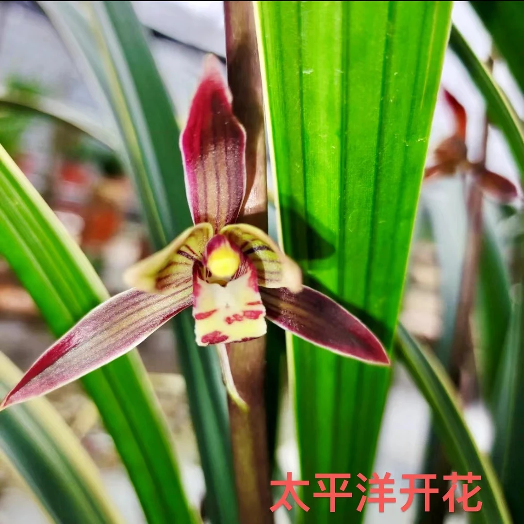 翁源兰花之乡精品兰花墨兰金边太平洋