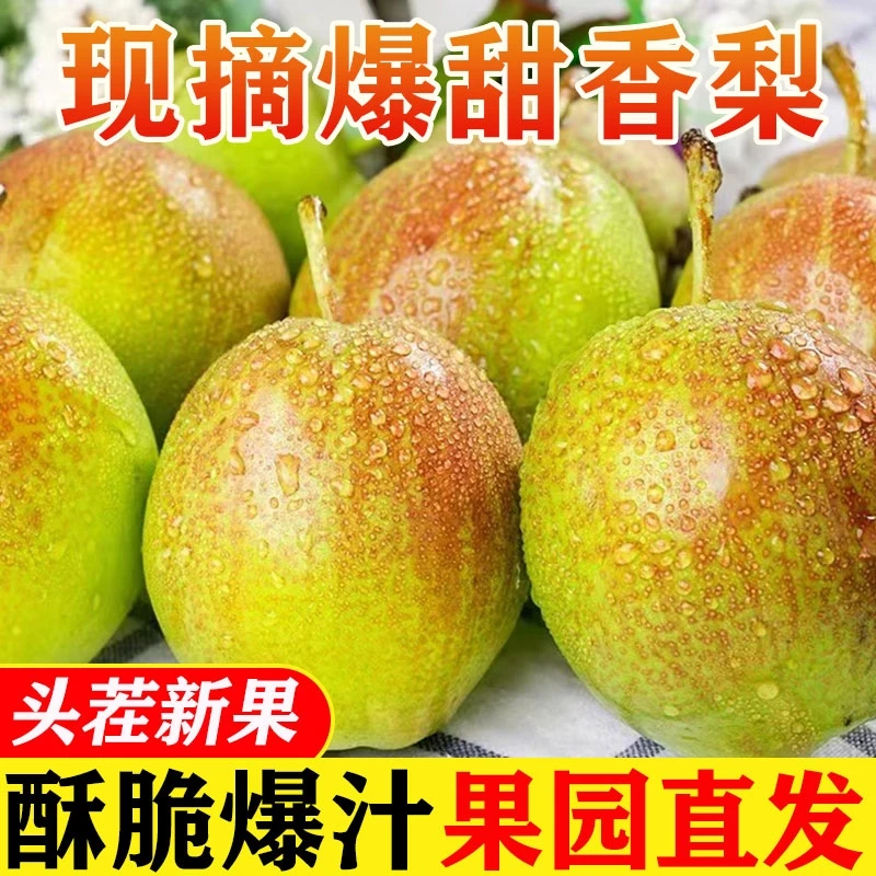【小君】香梨梨子新鲜水果红香酥梨新梨七号当季整箱青雪酥梨包邮玉