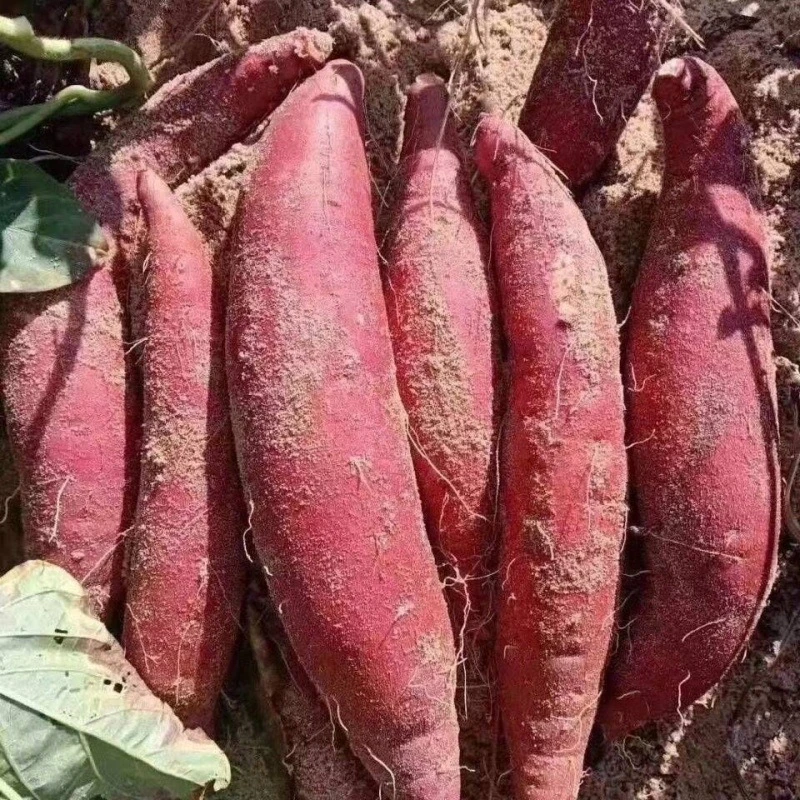 【小君】西瓜红蜜薯沙地新鲜现挖红心红薯地瓜番薯糖心红芋香甜批发