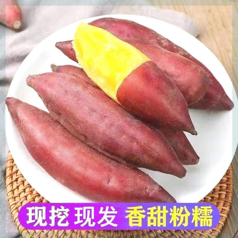 【小君】临安天目山小香薯金手指小红薯新鲜现挖地瓜山芋板栗蜜薯红