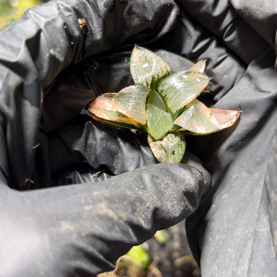 273.8888888888888888888