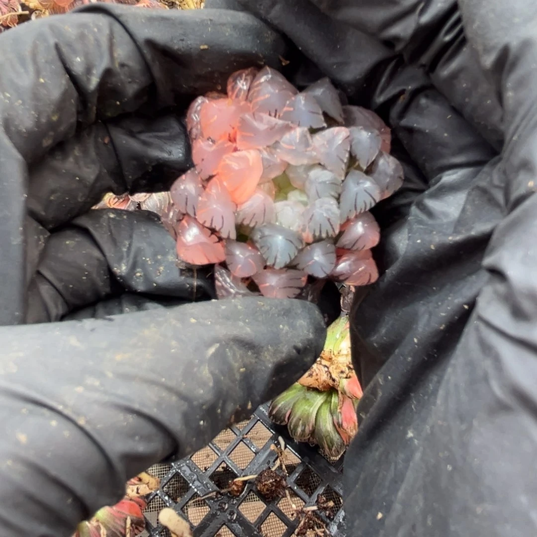 412.8888888888888888